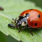 7 Proven Organic Pest Control Methods That Keep Your Garden Thriving