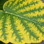 Decoding Leaf Colors: Early Warnings Your Plant Is in Trouble