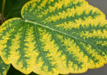 Decoding Leaf Colors: Early Warnings Your Plant Is in Trouble
