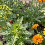 Invite Nature’s Bodyguards: A Guide to Companion Planting for Beneficial Insects