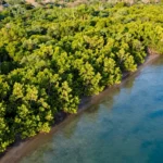 Mangroves: Nature’s Shield for Climate Resilience and How to Safeguard Them