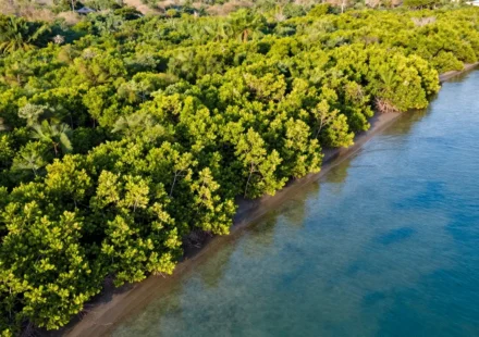Mangroves: Nature’s Shield for Climate Resilience and How to Safeguard Them