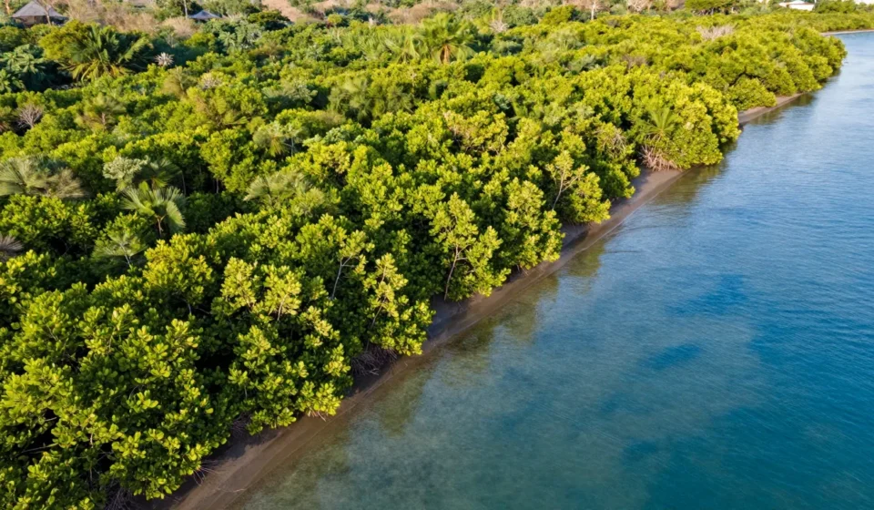 Mangroves: Nature’s Shield for Climate Resilience and How to Safeguard Them Mangroves: Nature’s Shield for Climate Resilience and How to Safeguard Them