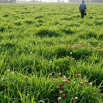 Revive Your Soil with Green Manure Cover Crops: A Seasonal Guide
