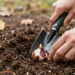 The Best Time to Plant Spring-Blooming Bulbs by USDA Zone