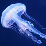 The Immortal Jellyfish: 4 Mind-Blowing Secrets of Biological Immortality