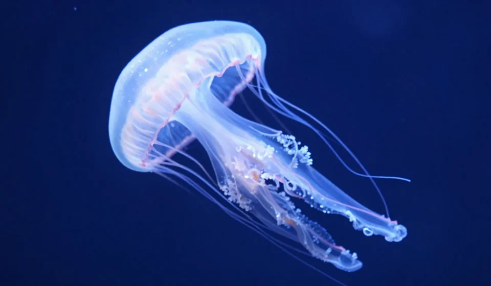 The Immortal Jellyfish: 4 Mind-Blowing Secrets of Biological Immortality The Immortal Jellyfish: 4 Mind-Blowing Secrets of Biological Immortality
