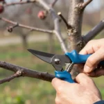 When to Prune Fruit Trees for Maximum Yield