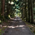 Whispers of Cedar: A Temple Stay on Kumano Kodo’s Forgotten Path