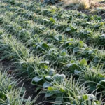 Why Every Gardener Should Plant Cover Crops Before the Snow Flies