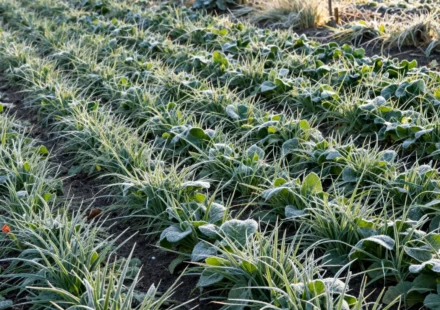Why Every Gardener Should Plant Cover Crops Before the Snow Flies
