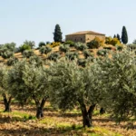 Why Italian Olive Oil Tastes Different: A Regional Guide to Terroir & Variety