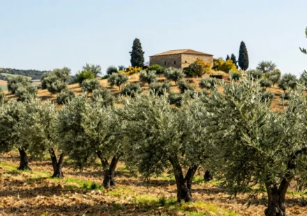 Why Italian Olive Oil Tastes Different: A Regional Guide to Terroir & Variety